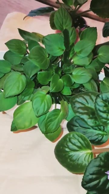 фиалки и фитильный полив #сад #растения #коллекция #сов