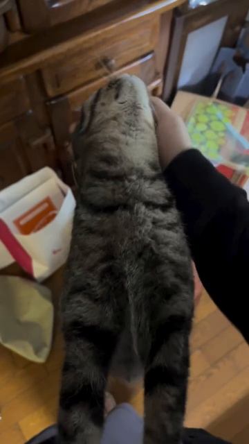 Кот