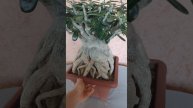 очень большой адениум.🌳 7.10.2024