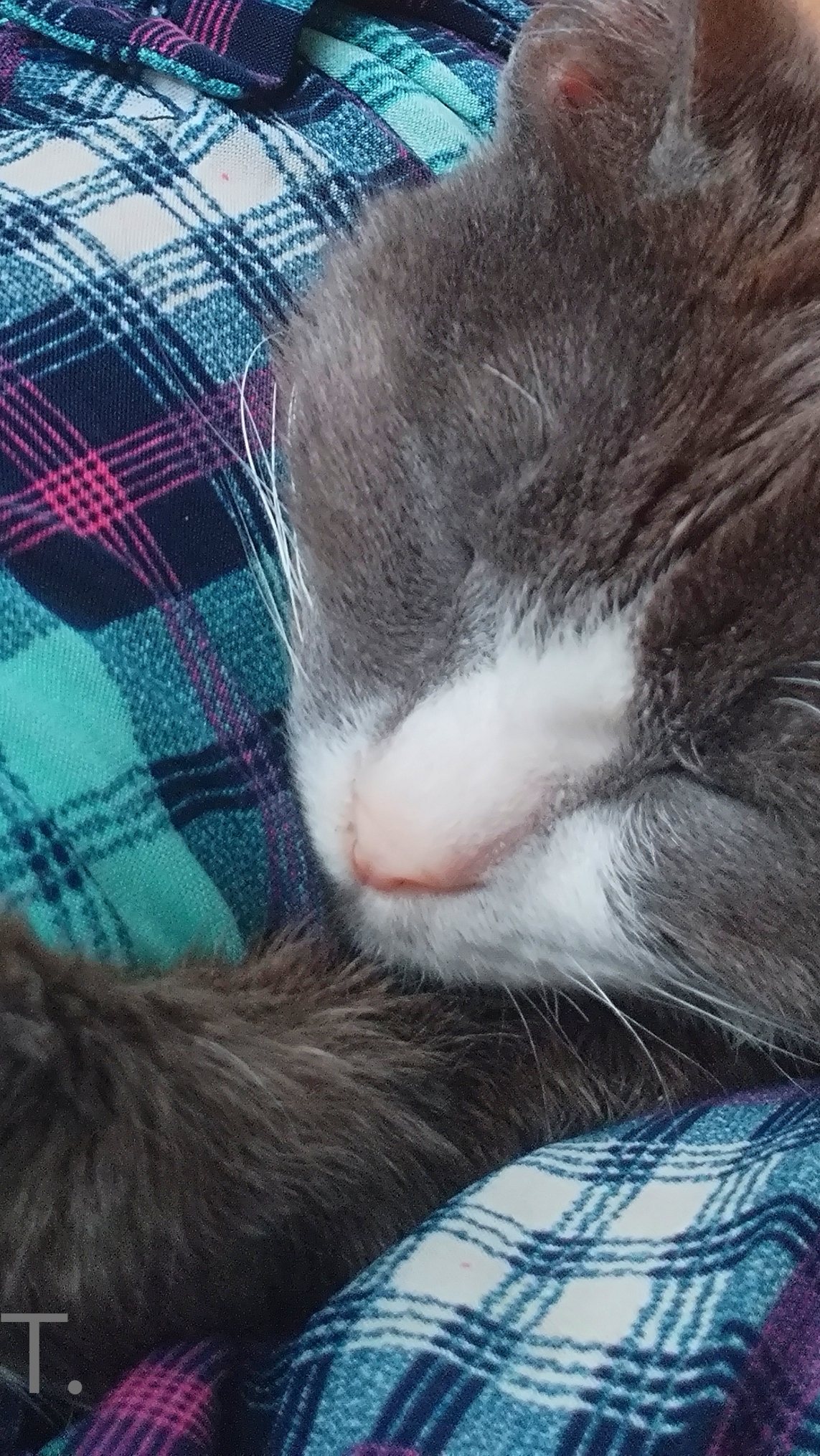 Милый кот. Мой канал в телеграмме. https://t.me/animals1_4