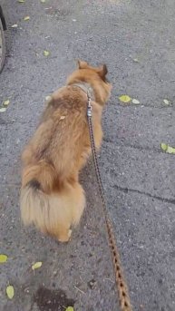 29 октября 2024 г. Где то есть город 🐕🍂