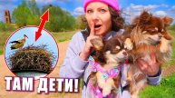 КОГО Мы Нашли с Собаками на Прогулке! ЭПИК ВЛОГ Тренировка собак в лесу