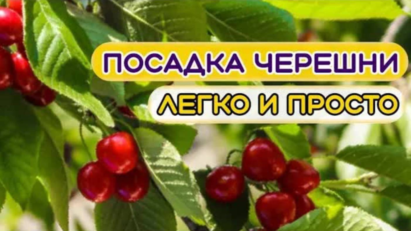 Посадка черешни весной . Легко и Просто.