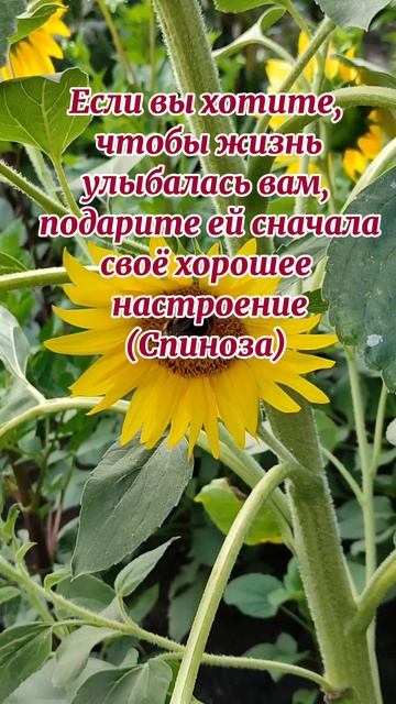 Улыбнись жизни. Мудрый совет