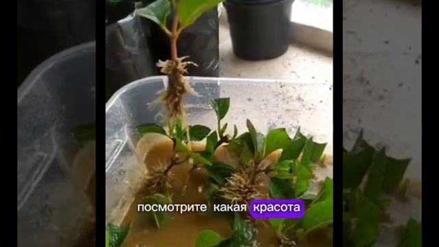 Черенкование метельчатой гортензии в песке. Результа?