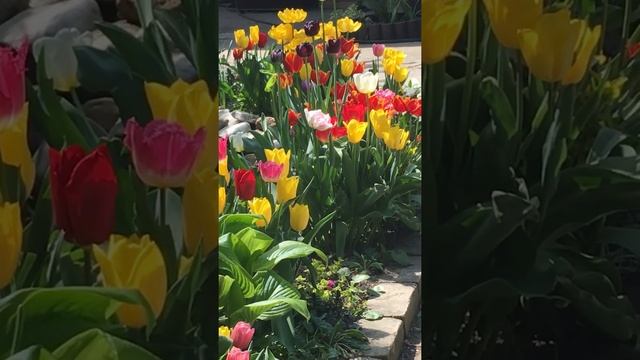 Тюльпаны возле пруда!!!2020 год!!!🌷🌷🌷🌷🌷
