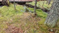 Лесные канавы с черной водой