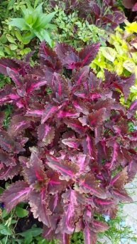 Колеус "Flamingo".Coleus "Flamingo".#coleus #колеусы #вегетативныеколе