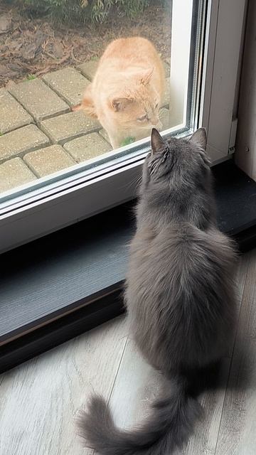 #котики #кот #котик #юмор #кино #друзья #дружба