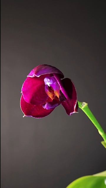 Phal. Mituo King Big Pink TL