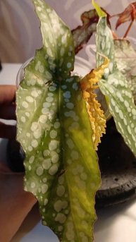 #комнатныерастения #plants #garden #сад #flowers #бегония #бегони?