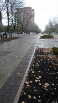 Вот следы выкапывания почвы под можжевельником женщи?