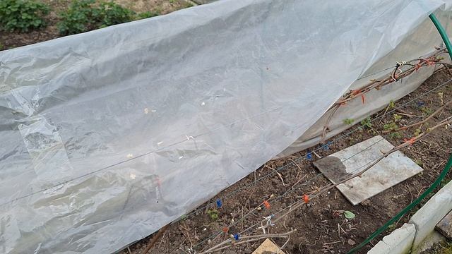 виноград в Нижегородской области 8 мая 2025г