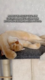 Кошка хочет есть в 5 утра
