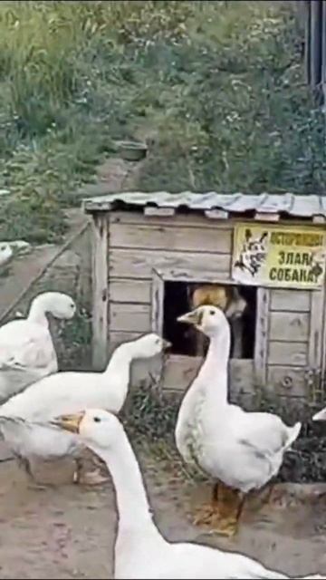 гуси гуси ГаГаГа