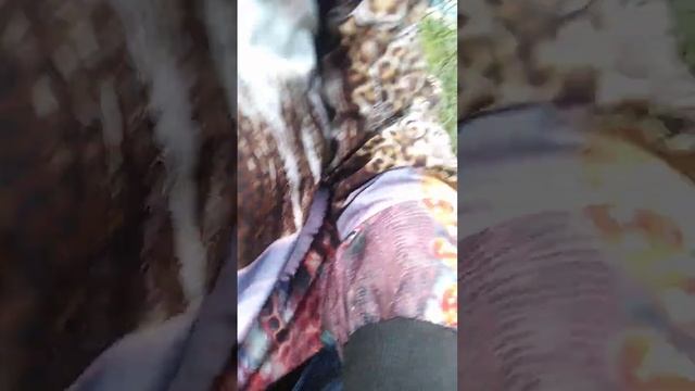 Собираем облепиху за Спорткомплексом Заря. Домашний б