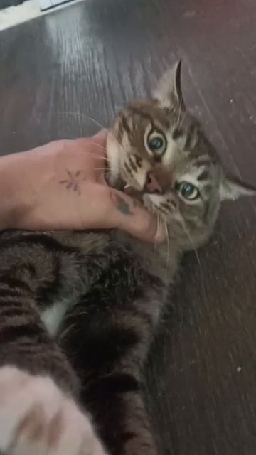 Кот Том