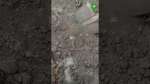 Как пересадить рассаду томатов в теплицу. Полезный совет