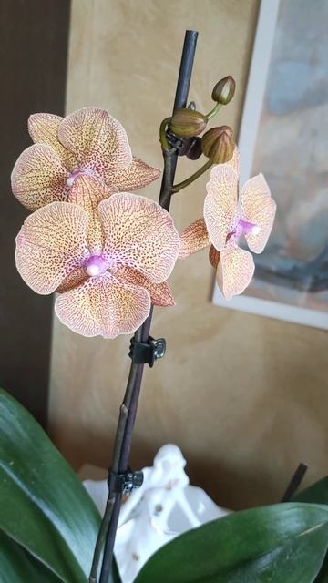 Орхидея фаленопсис биглип Sogo Very Maple (Калейдоскоп).