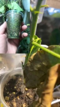 РЕАНИМАЦИЯ ГИБИСКУСА https://t.me/ne_zimnij_sadVK - https://vk.com/ne_zimnij_sad