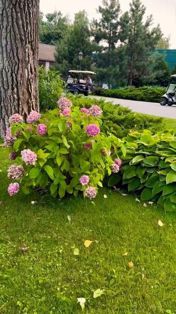 #hydrangea#macrophylla#hortensia#гортензия#garden#гортензія #shorts#アジサイ