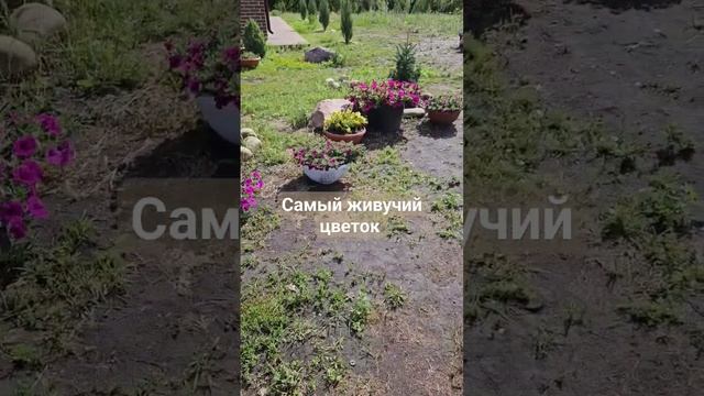 самый живучий цвет. #цветет #многодетная #цветнастроен