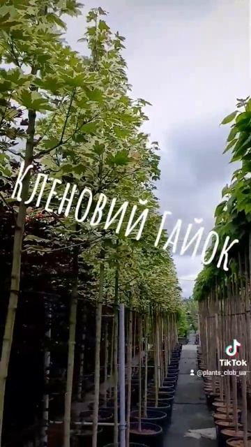 Клен гостролистий Друмондії #shorts