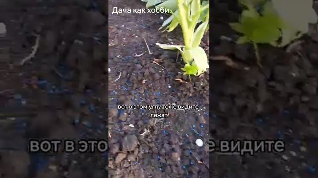 Schneckenkorn. Средство от слизний. дача как хобби.