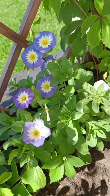 Вьюнок - весело играет на ветру #flowers #garden #сад #садоводс