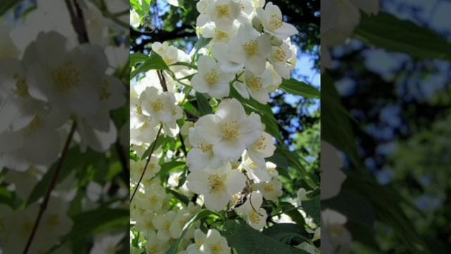 Сампагита. Филиппинская сказка, народов Океании.
