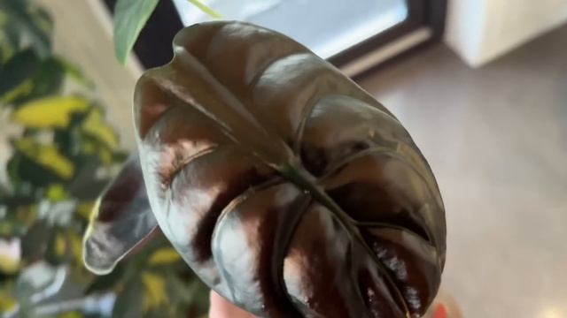 Видео дневник ОРХОМАНА . Первые роспуски , пересадки , ?