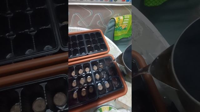 Посев клубники семенами.