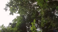 Океан звуков и бескрайние дали! - Lawn Party-Jun 2017-LIVE -- Lawn Party -- Live at KBOO for Gratefu