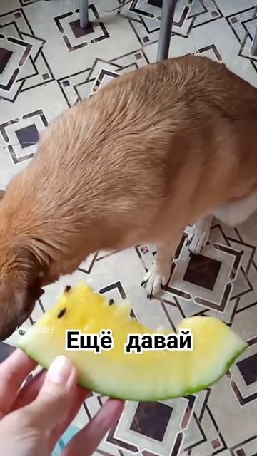 Собака ест арбуз #габи #пёс #собакаест #прикол #funnyvideo #ю?