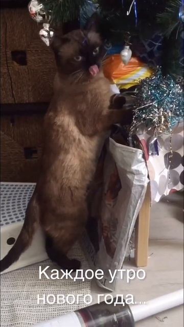 Сиамский котик лижет ёлку!/Приколы с котами/Мой котэ С?