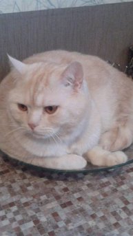 Котик в шоке от этой игрушки😂 😂 😂 ....