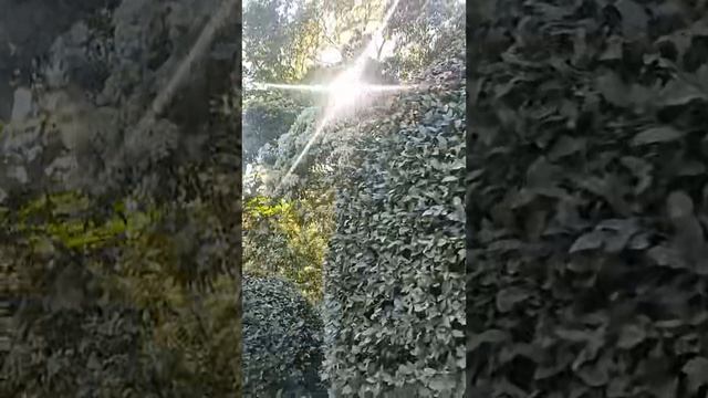 Путешествие на природу с котом — наш день
