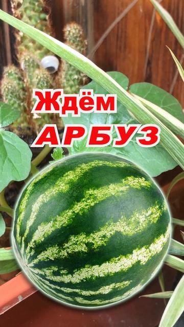 Арбуз в аквариуме Shorts# в топ
