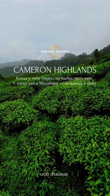 ☕️ Cameron Highlands — это не просто плантация.