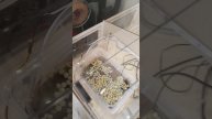 Умная теплица с дистанционным управлением |Роболатор?