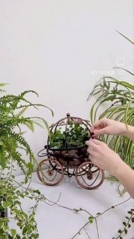 зеленый декор #sphagnum_eco #сфагнумфускум #plants #myplant #комнат?