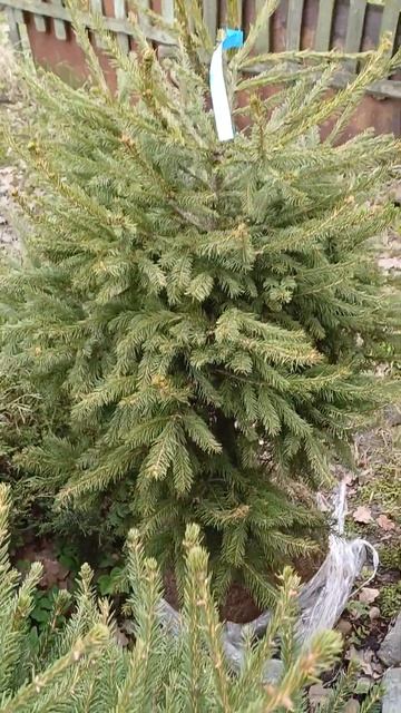 Ель европейская стриженная #сад #garden #дача #весна #хвой?