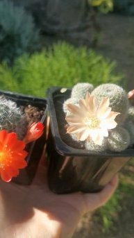 Ребуции/Rebutia путешественницы♥️🌵🚙#cactus #кактус #succulent
