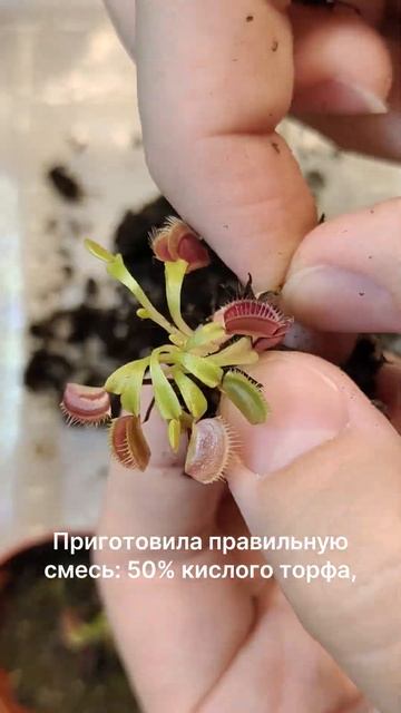 Пересаживаю венерину мухоловку 🌿🤗 #хищноерастение
