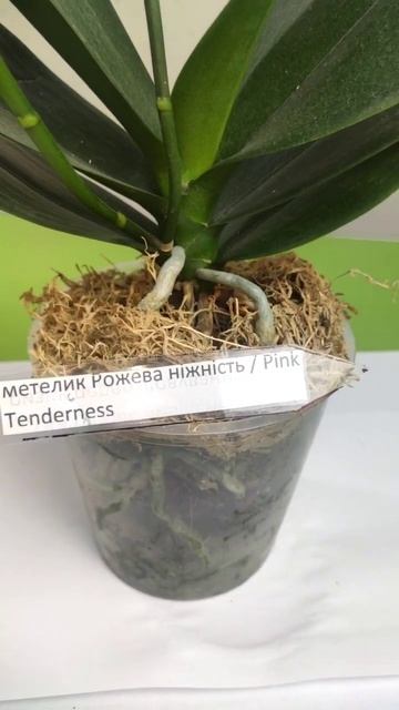 Фаленопсис Рожева ніжність метелик /Phalaenopsis Pink Tenderness.
