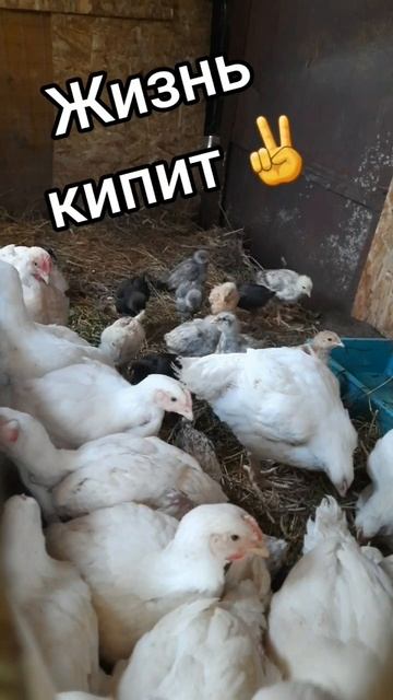 Май, май, май 👏#деревня #циплята