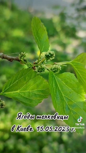 Ягоды шелковицы в Киеве. 15.05.2023 г. #природа #май #весна #я