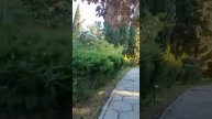 Как мой кот исследует лесные тропы