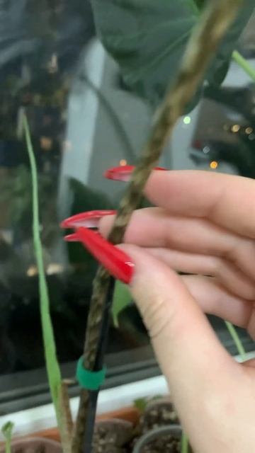 #растения #plants #алоказия #садоводство