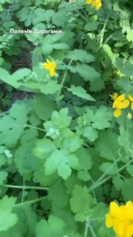 Кульбаби та Чистотіл біля дороги в кущах бузку. Вулиці